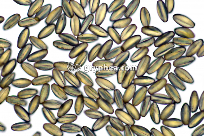 Pollen Erable x100 - gryphea.com